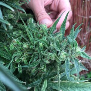 RD Indica
