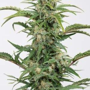 dinamed-auto-cbd-RGB-72ppp_660x990