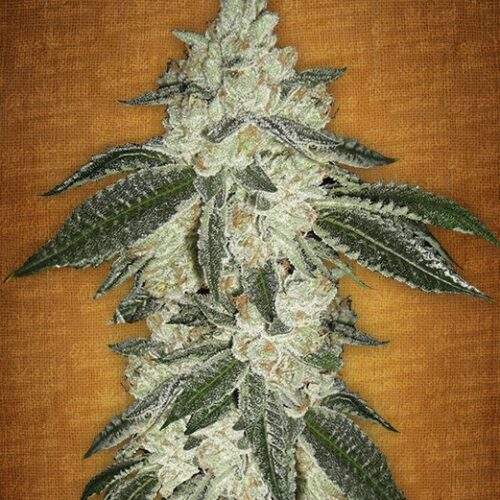 Green Crack, Fastbuds