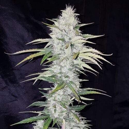 Copenhagen Critical