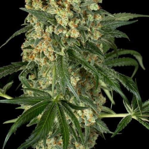 dinafem-bigkush
