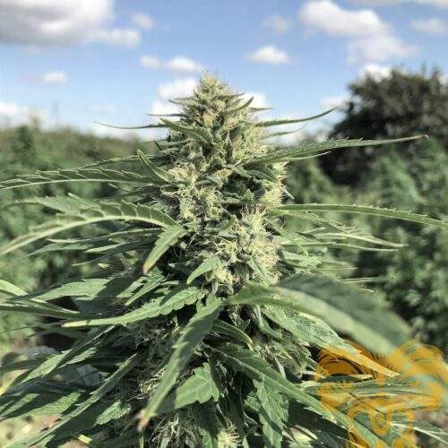 greengold