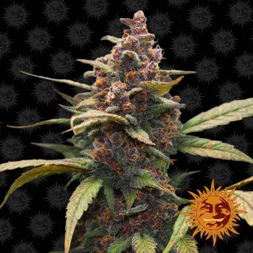 ayahuasca-purple