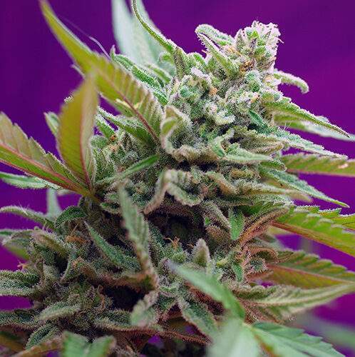 Black Jack Auto SW