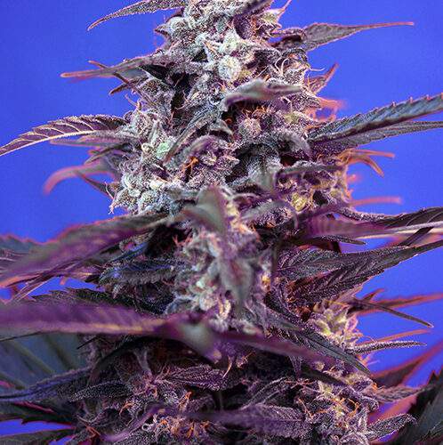 Bloody Skunk Auto SW
