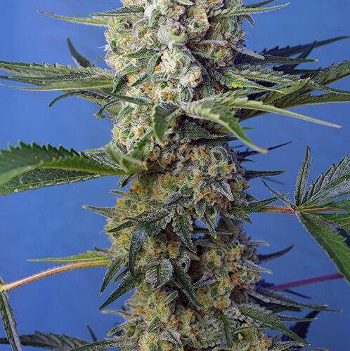 Crystal Candy Fast Version