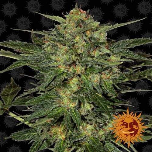 barneys farm-lsd