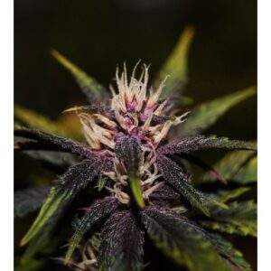 purplediol-cbd purplediol-cbd