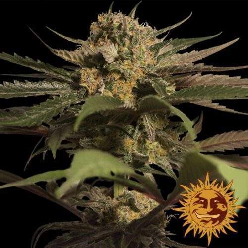 violator-kush
