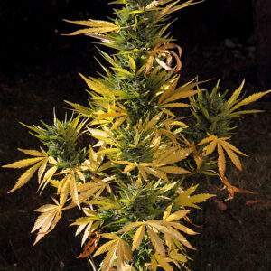 Sativa Auto Mix1