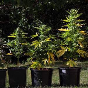 Sativa Auto Mix