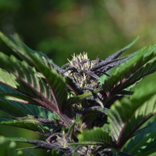 purple kush auto