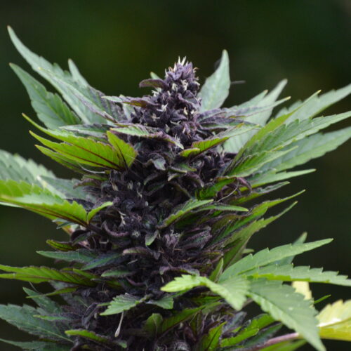 purplekushcbdauto