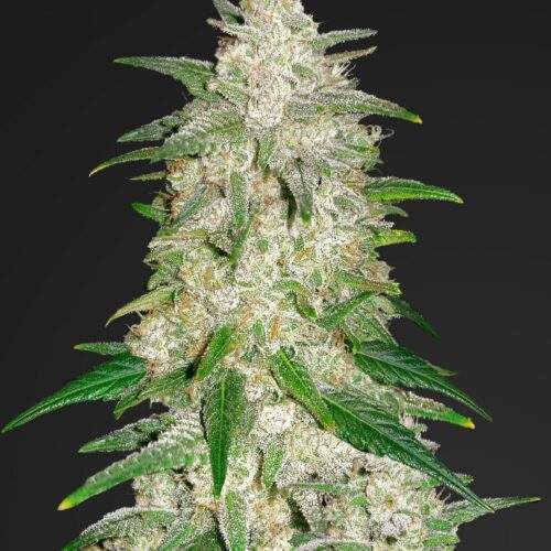 Gelato-Fast-Buds