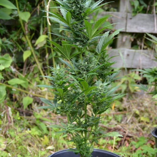 Critical Automatic