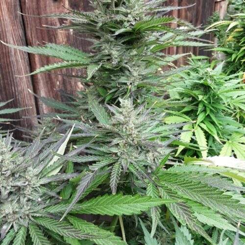 BigBudAuto3