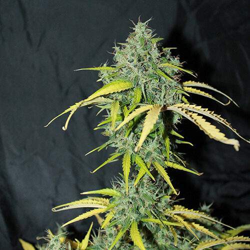 Amnesia Haze Auto