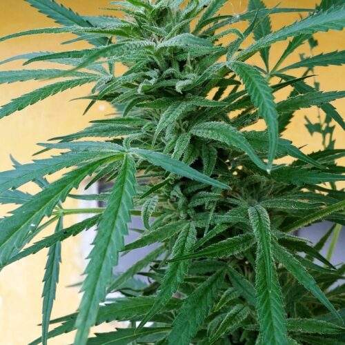 HybridsFromHell-Guerilla Gold