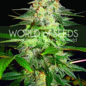 afghan_kush_ryder