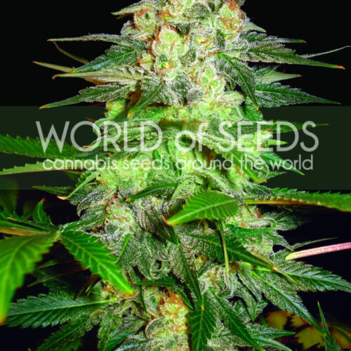 afghan_kush_ryder