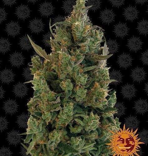 blueberry-cheese