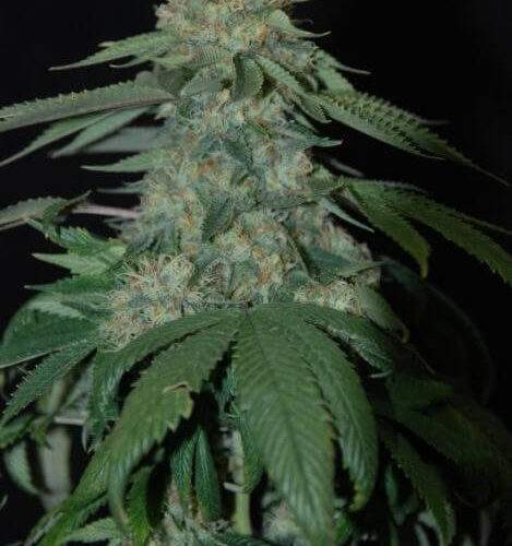 DNA Genetics - holy-grail-kush
