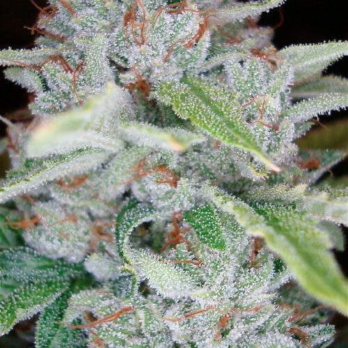 skywalker_kush