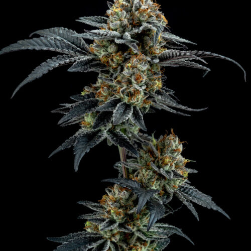 Fast-Gorilla-Cookies