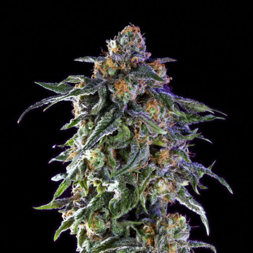 GrandDaddyPurple