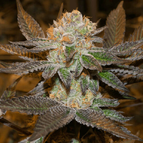 fast-sherbet