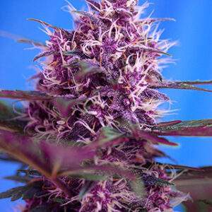 Red Poison