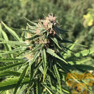 Sweet Purple x Freezeland