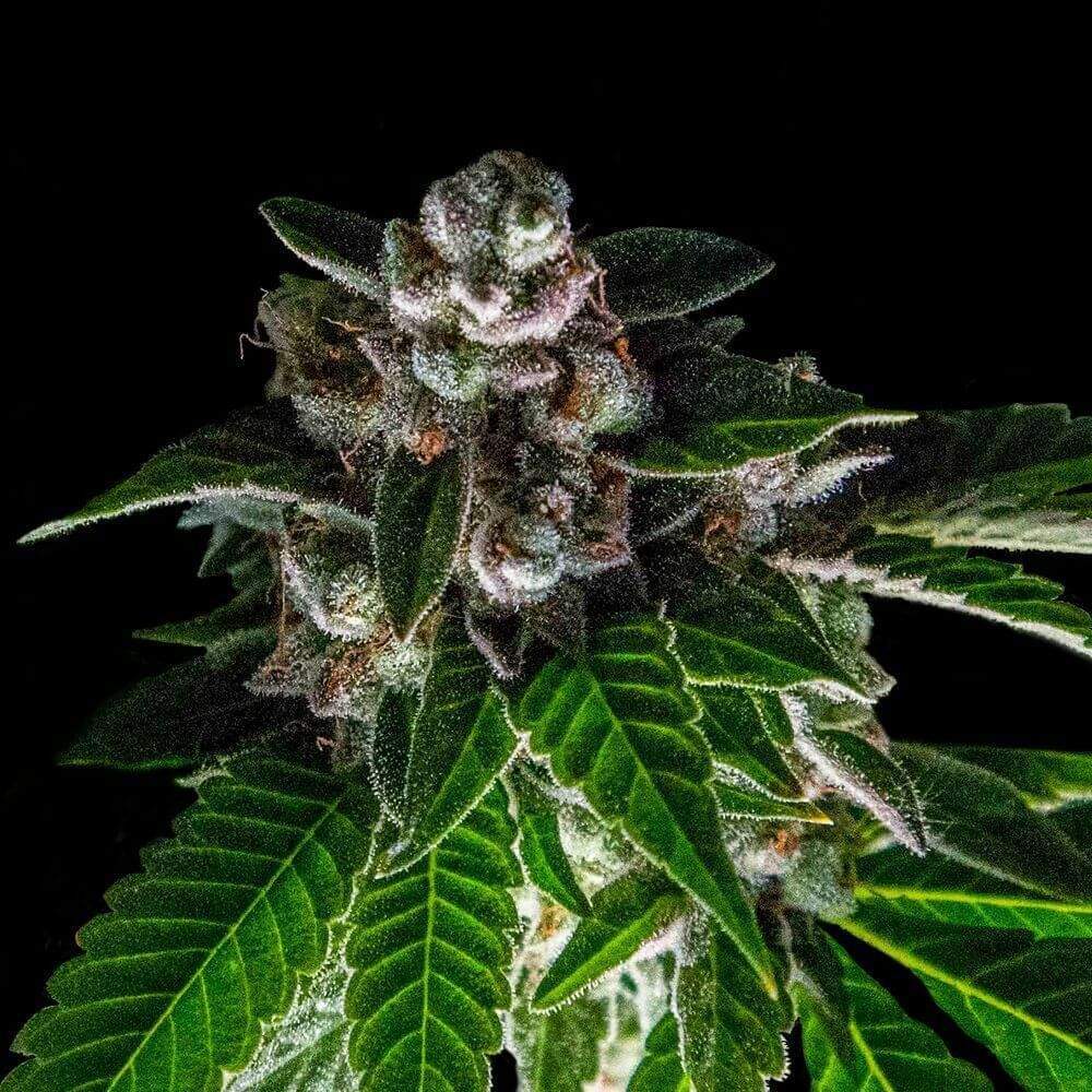 Bakers Delight Nordic Genetics