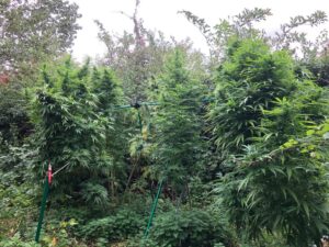 Early Panama Haze - Image 3